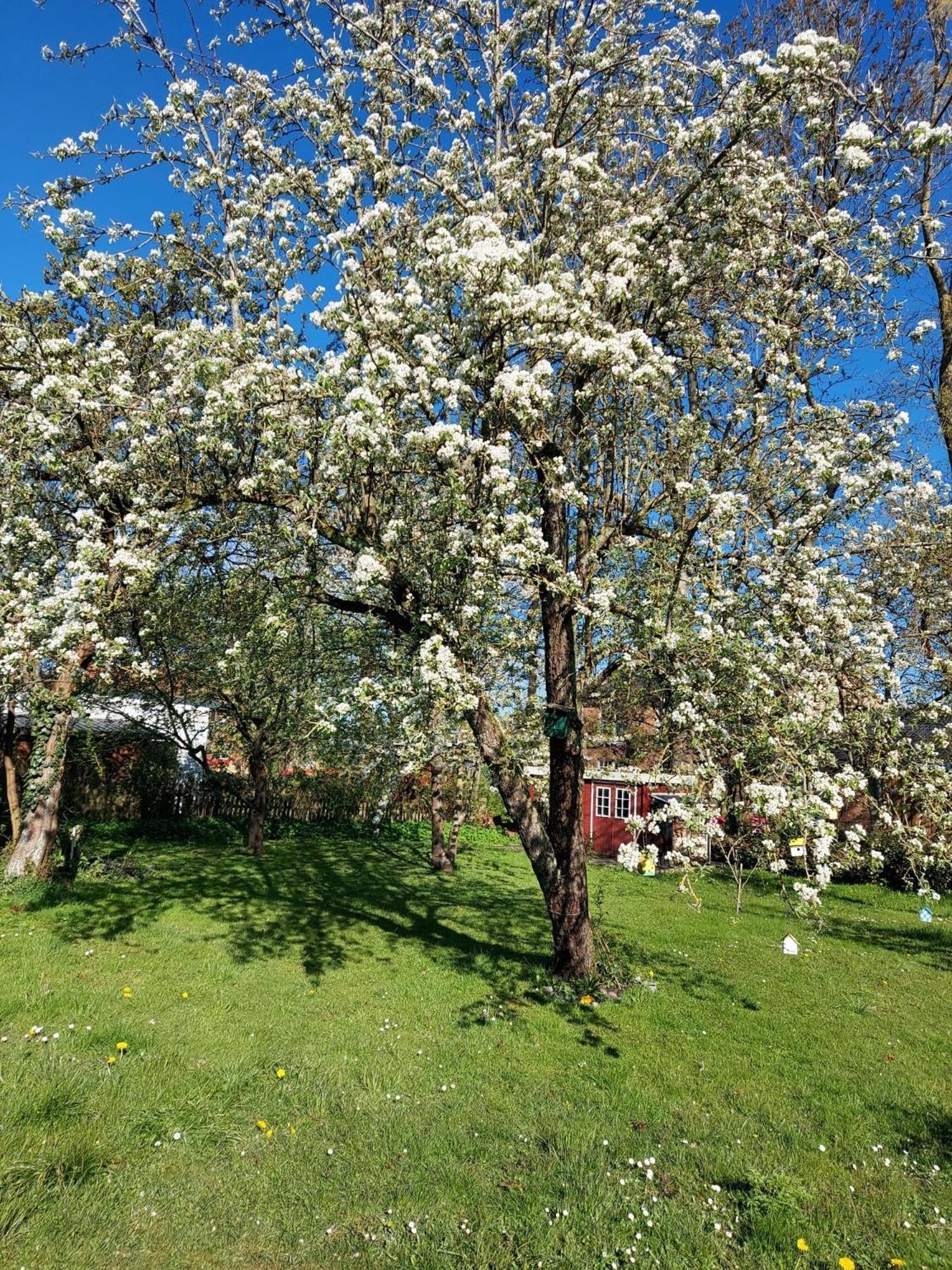 Apartamento Marthas Insel Oldenswort Exterior foto